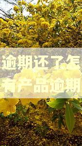 花呗逾期还了怎么还显示有产品逾期