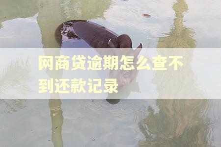 网商贷逾期怎么查不到还款记录