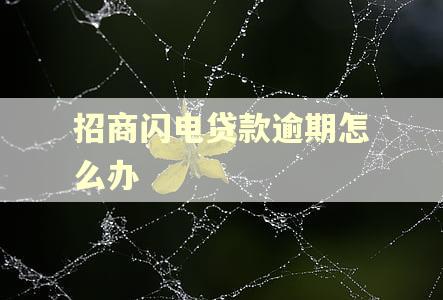 招商闪电贷款逾期怎么办