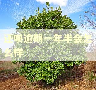 还呗逾期一年半会怎么样
