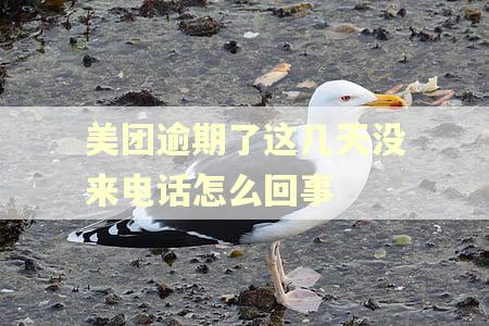 美团逾期了这几天没来电话怎么回事