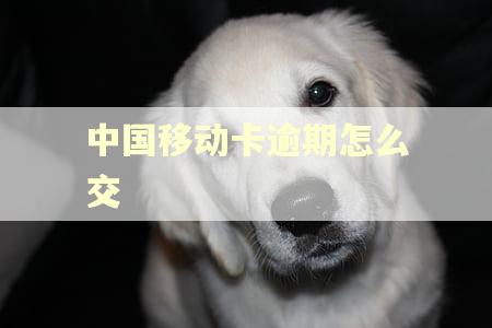 中国移动卡逾期怎么交