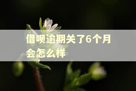 借呗逾期关了6个月会怎么样