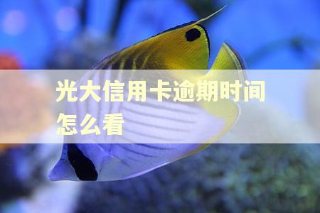 光大信用卡逾期时间怎么看