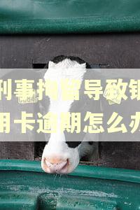 被刑事拘留导致银行信用卡逾期怎么办