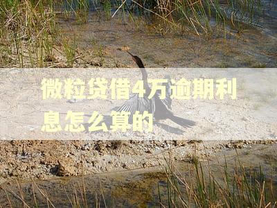 微粒贷借4万逾期利息怎么算的
