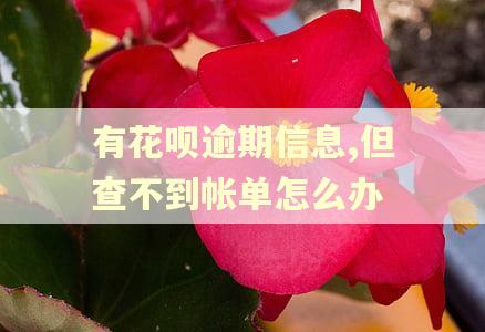 有花呗逾期信息,但查不到帐单怎么办