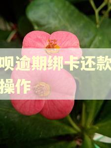 花呗逾期绑卡还款怎么操作 花呗逾期绑卡还款怎么操作