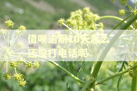 借呗逾期10天怎么还没打电话呢