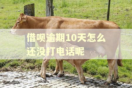 借呗逾期10天怎么还没打电话呢