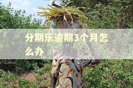 分期乐逾期3个月怎么办
