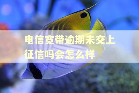 电信宽带逾期未交上征信吗会怎么样