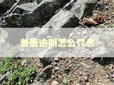 普惠逾期怎么罚息