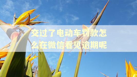 交过了电动车罚款怎么在微信看见逾期呢