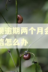 花呗逾期两个月会上征信怎么办