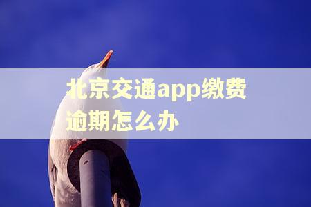北京交通app缴费逾期怎么办 北京交通app缴费逾期怎么办