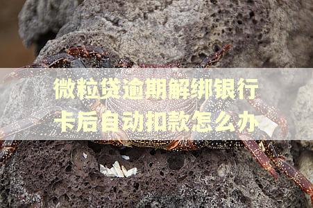 微粒贷逾期解绑银行卡后自动扣款怎么办 微粒贷逾期解绑银行卡后自动扣款怎么办