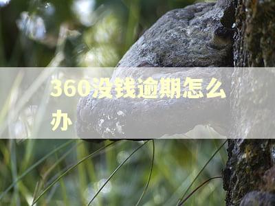 360没钱逾期怎么办