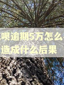 花呗逾期5万怎么办会造成什么后果