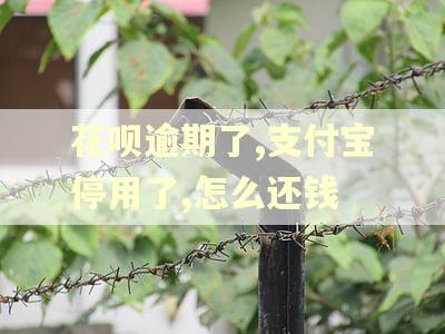 花呗逾期了,支付宝停用了,怎么还钱
