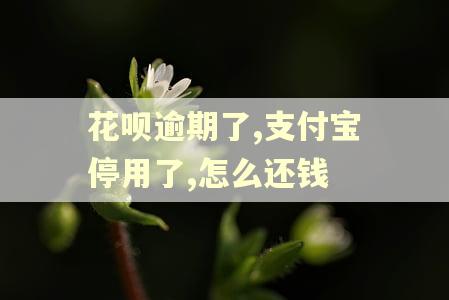 花呗逾期了,支付宝停用了,怎么还钱