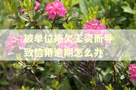 被单位拖欠工资而导致信用逾期怎么办