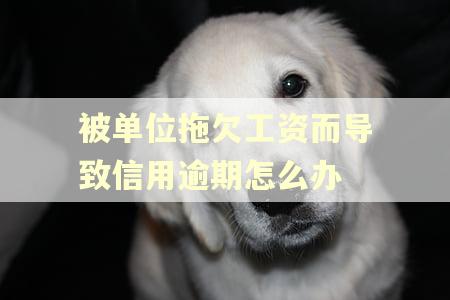 被单位拖欠工资而导致信用逾期怎么办