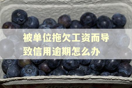 被单位拖欠工资而导致信用逾期怎么办