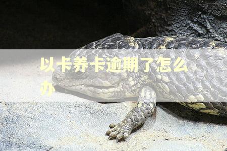 以卡养卡逾期了怎么办