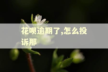 花呗逾期了,怎么投诉那