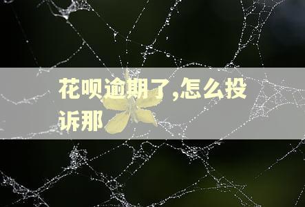花呗逾期了,怎么投诉那 花呗逾期了,怎么投诉那