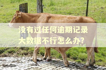 没有过任何逾期记录大数据不行怎么办?