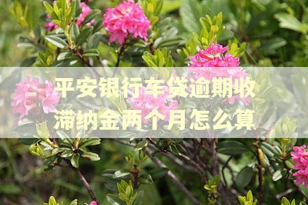 平安银行车贷逾期收滞纳金两个月怎么算