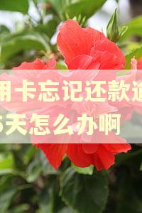 信用卡忘记还款逾期了5天怎么办啊