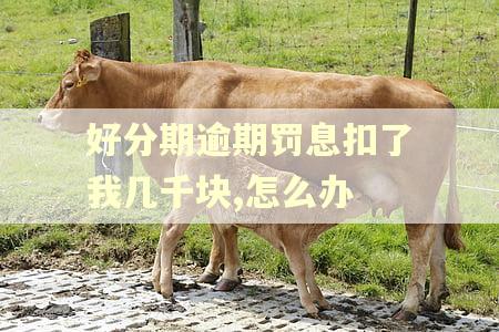 好分期逾期罚息扣了我几千块,怎么办