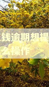 豆豆钱逾期想提前请贷怎么操作