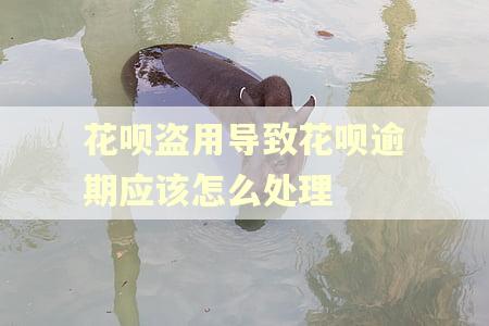 花呗盗用导致花呗逾期应该怎么处理 花呗盗用导致花呗逾期应该怎么处理