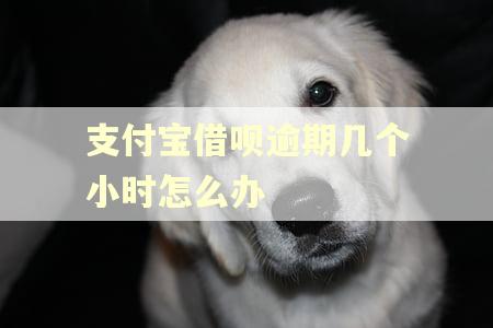 支付宝借呗逾期几个小时怎么办