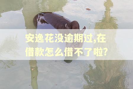 安逸花没逾期过,在借款怎么借不了啦?