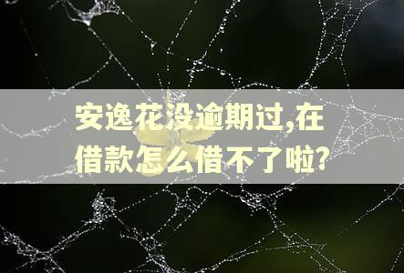 安逸花没逾期过,在借款怎么借不了啦?