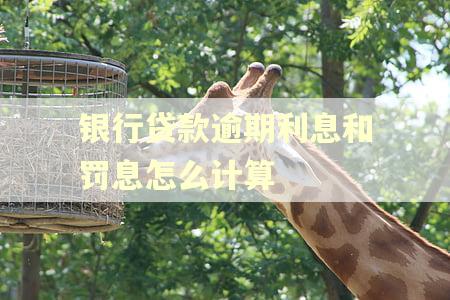 银行贷款逾期利息和罚息怎么计算