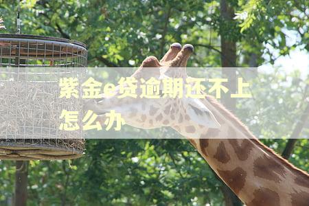 紫金e贷逾期还不上怎么办
