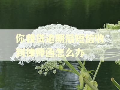 你我贷逾期后短信收到律师函怎么办