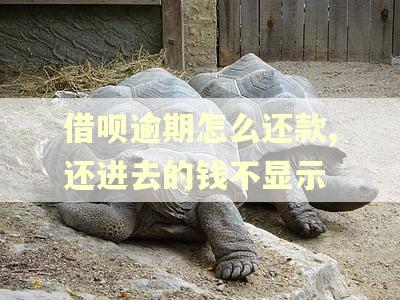 借呗逾期怎么还款,还进去的钱不显示