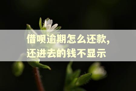 借呗逾期怎么还款,还进去的钱不显示