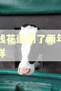 有钱花逾期了两年怎么样