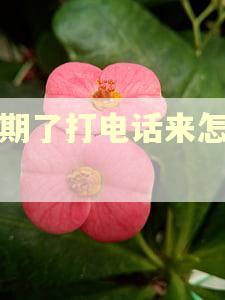 逾期了打电话来怎么说 逾期了打电话来怎么说