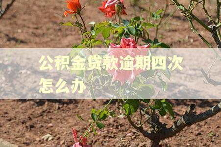公积金贷款逾期四次怎么办