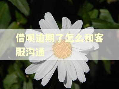 借呗逾期了怎么和客服沟通