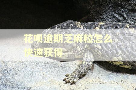 花呗逾期芝麻粒怎么快速获得